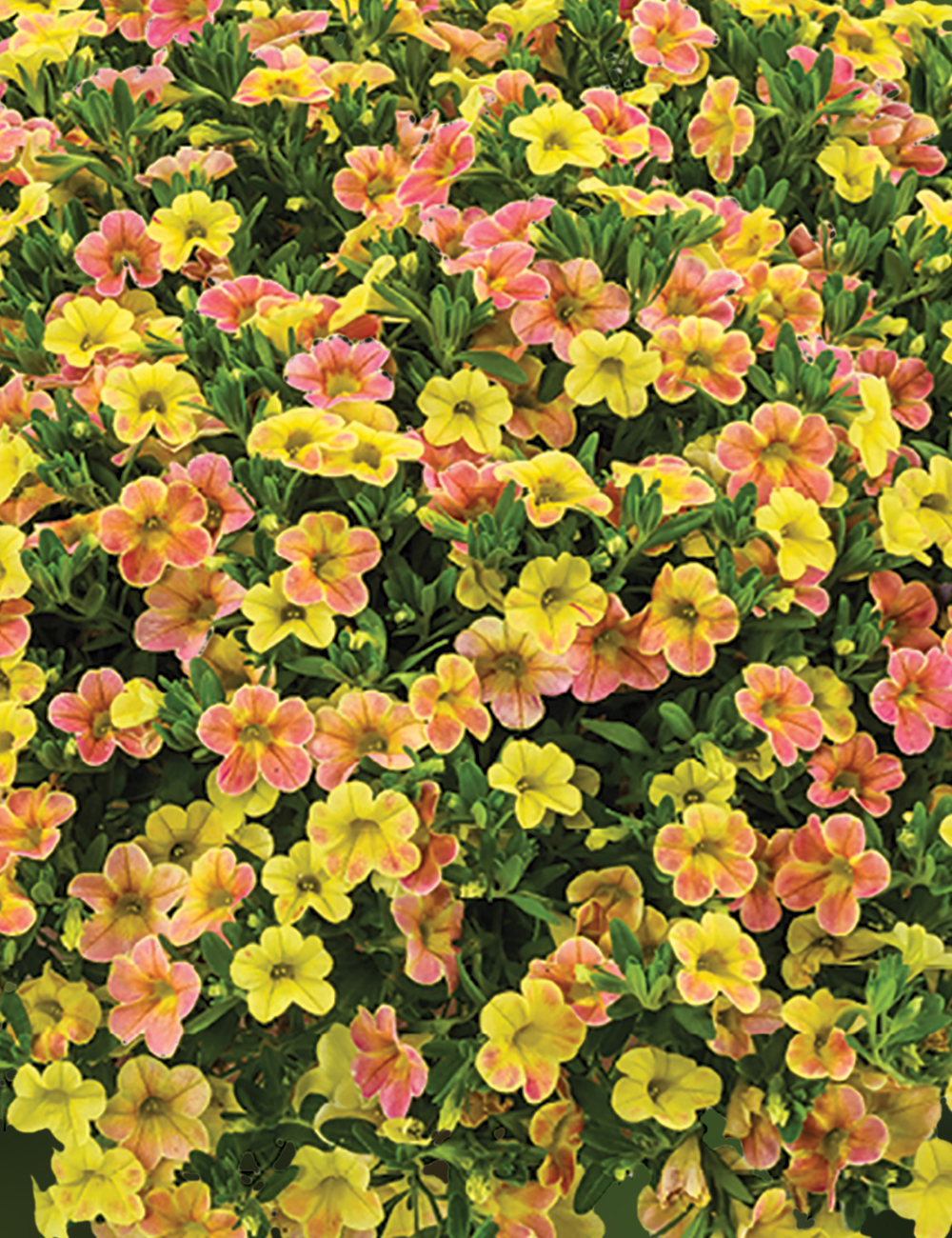 Calibrachoa Ombre 'Yellow'