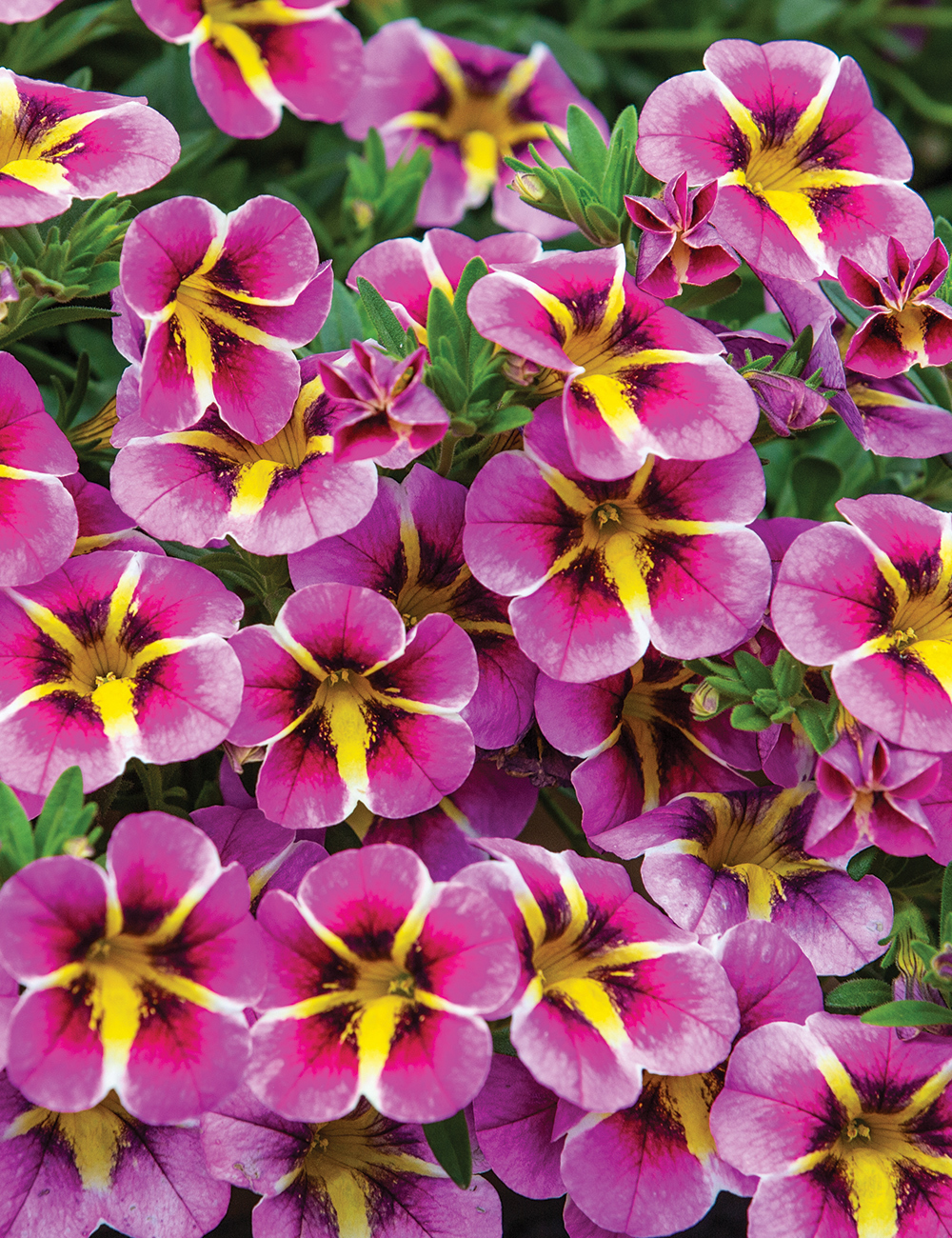 Calibrachoa Rave 'Pink Hawaii'