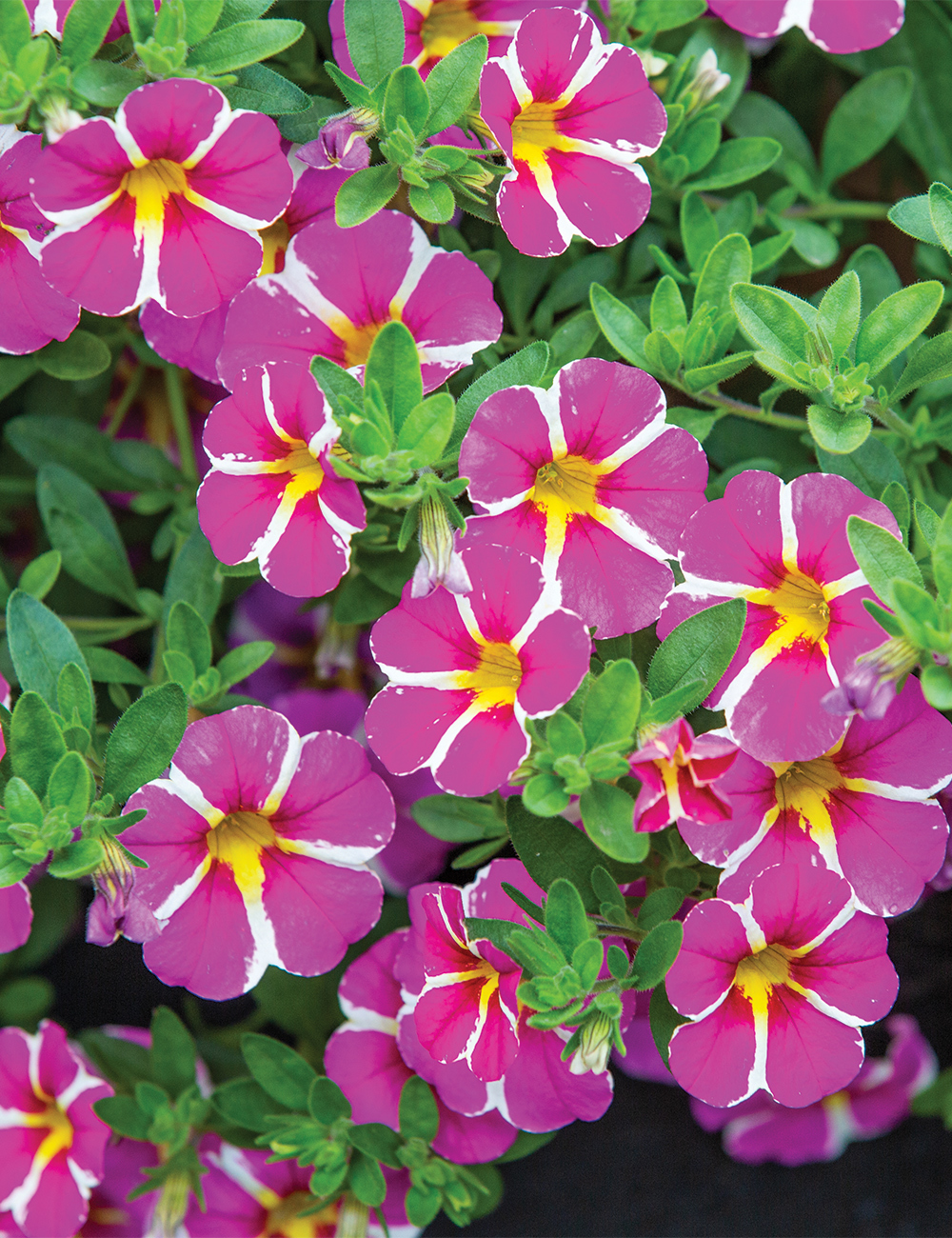 Calibrachoa Rave 'Pink'