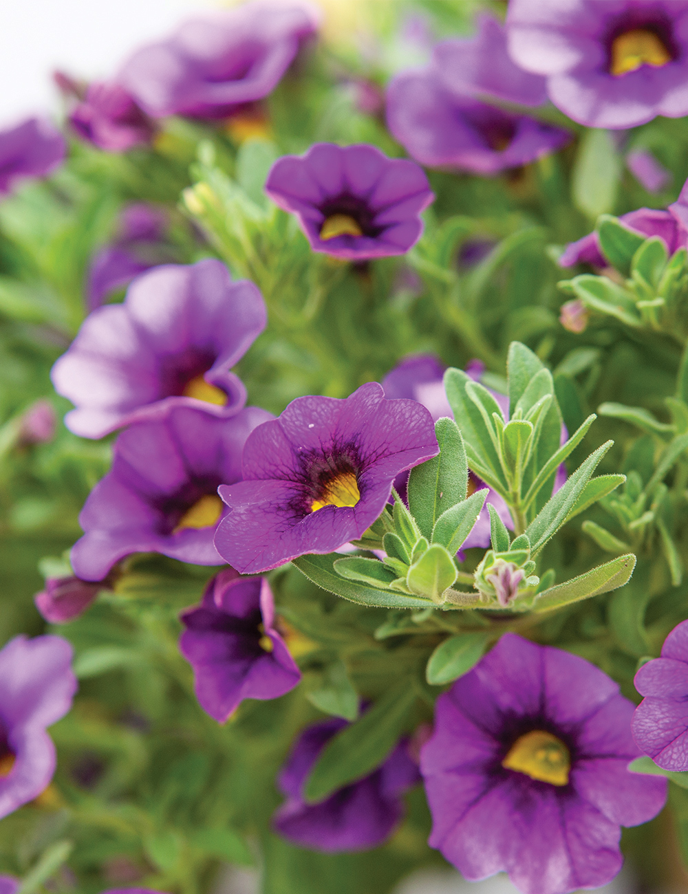 Calibrachoa 'Skittles Blue'