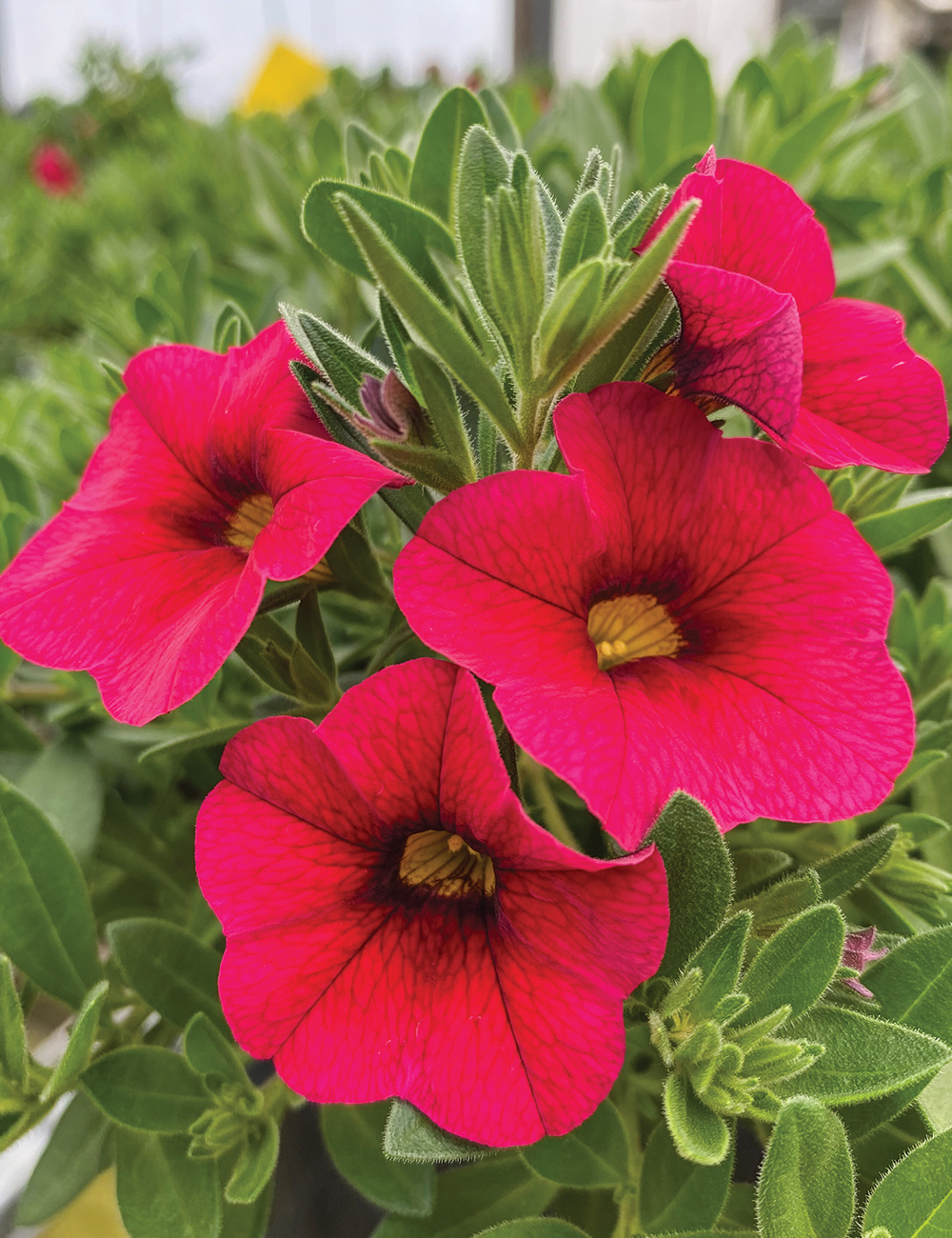 Calibrachoa 'Skittles Cherry'