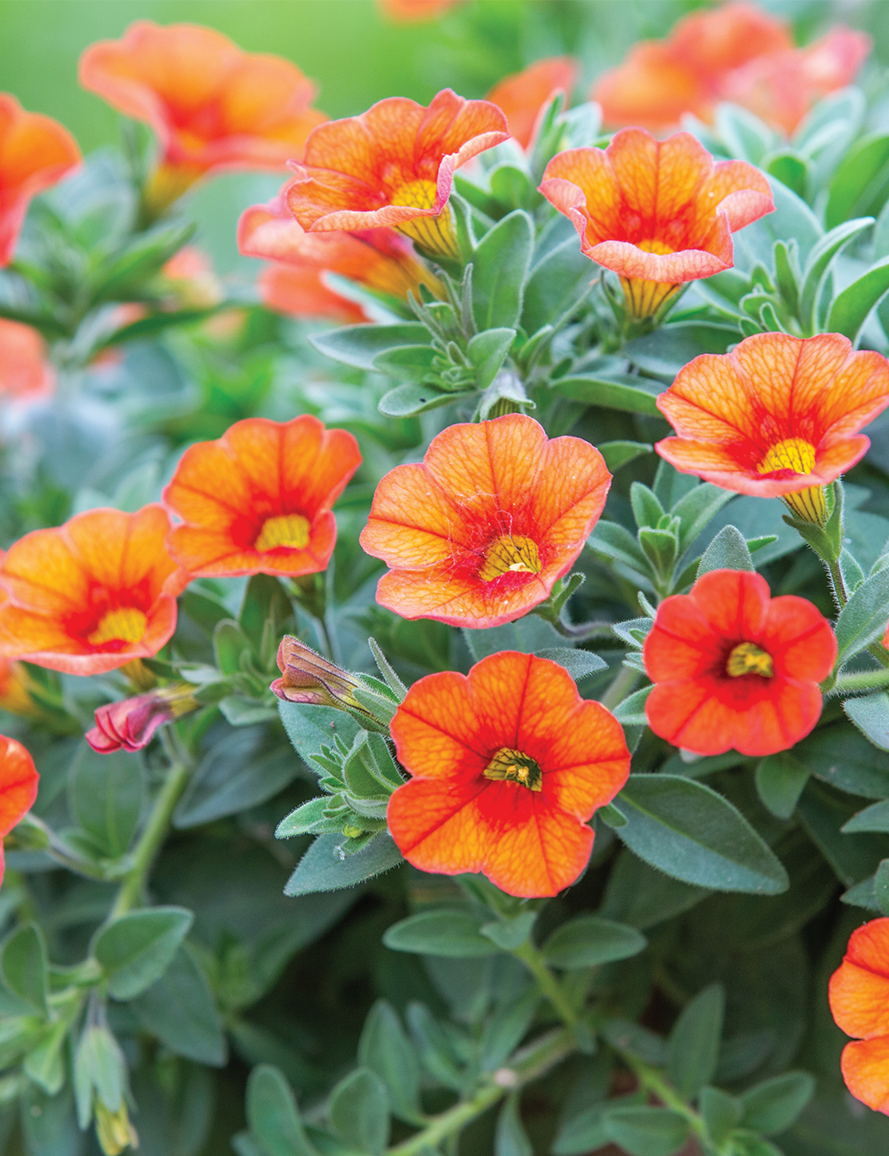 Calibrachoa 'Skittles Orange'