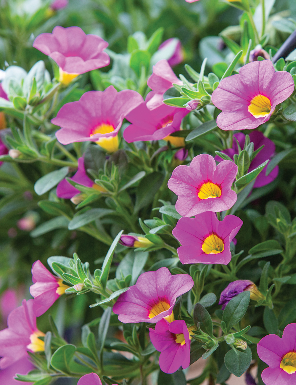 Calibrachoa 'Skittles Pink'