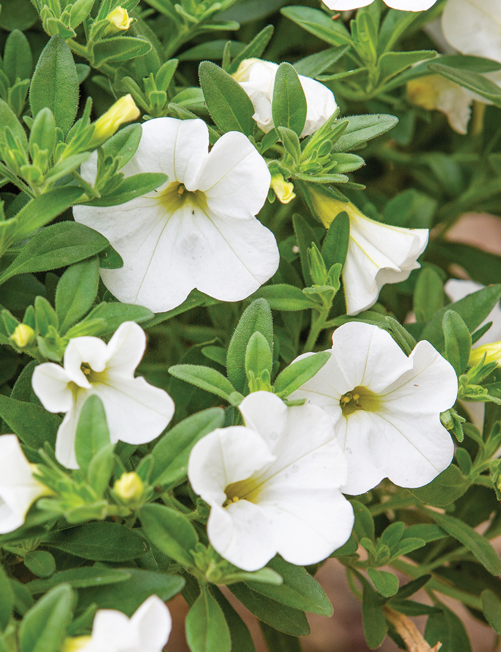 Calibrachoa 'Skittles White'