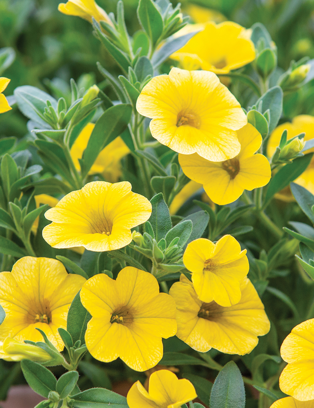 Calibrachoa 'Skittles Yellow'