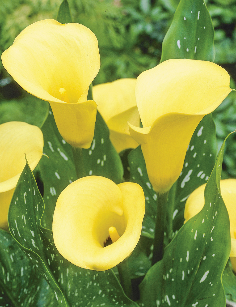 Calla Lily 'Black Magic'