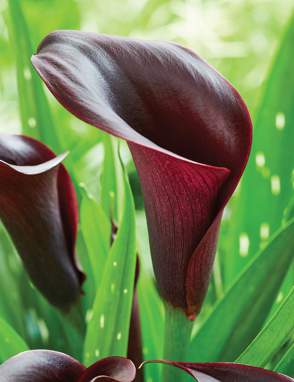 Calla Lily 'Barracuda'