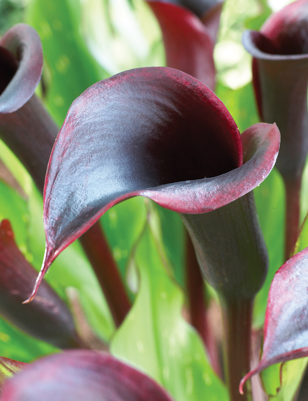 BULK BUY - Calla Lilies Black Star