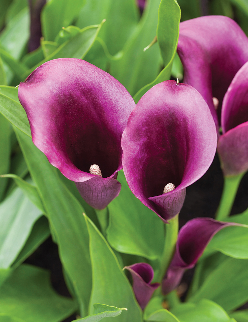 Calla Lily 'Bullit'