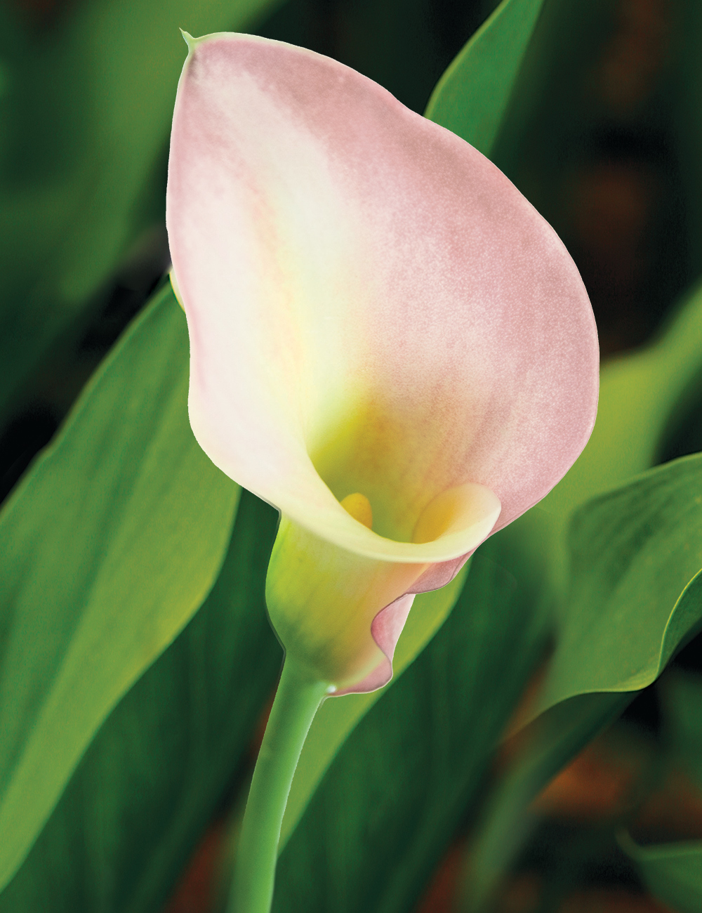 Calla Lily 'Crystal Blush'