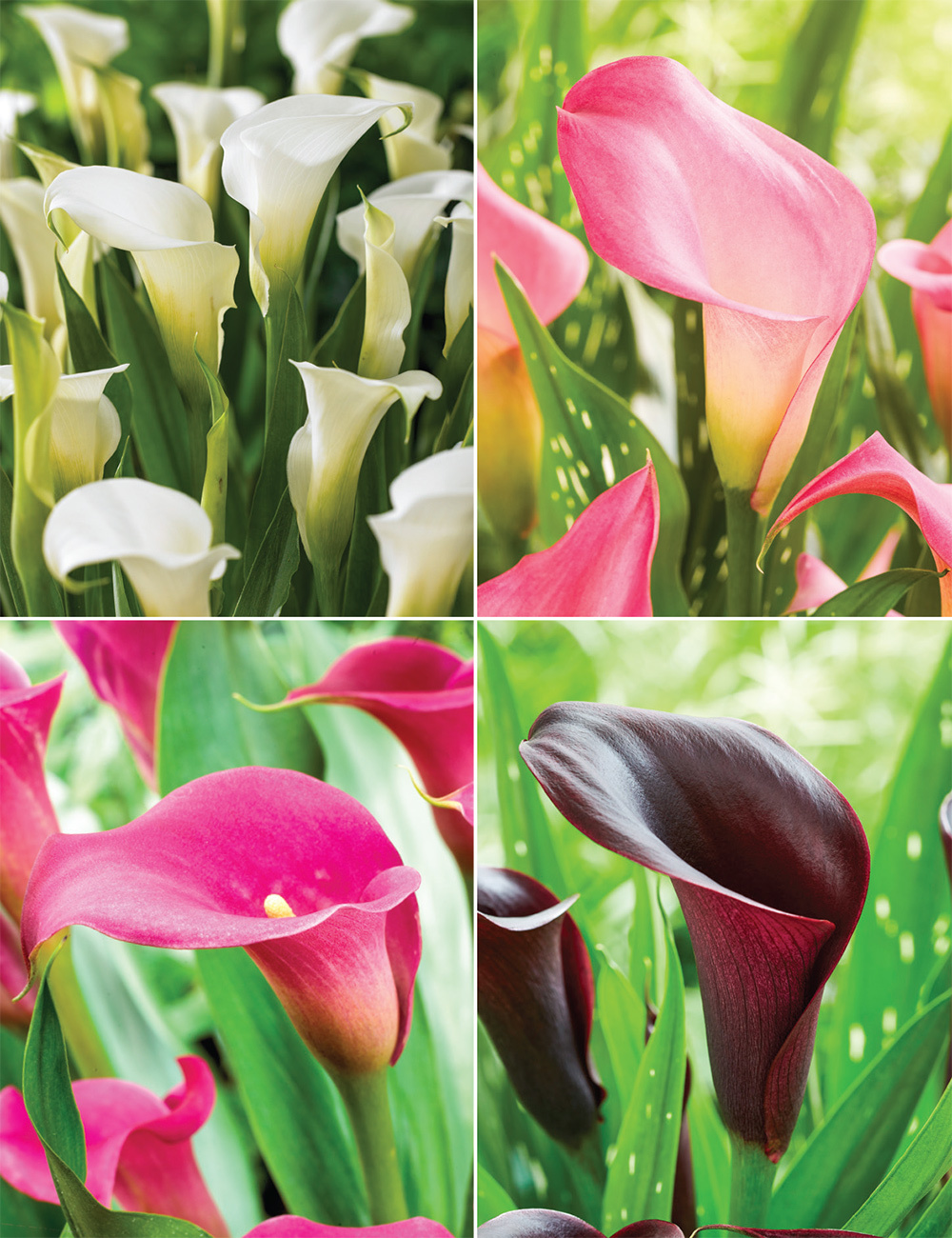 Calla Lilies (reduced) Collection