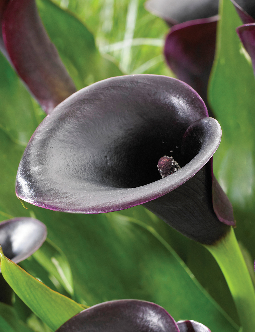 Dwarf Calla Lilies Cantor