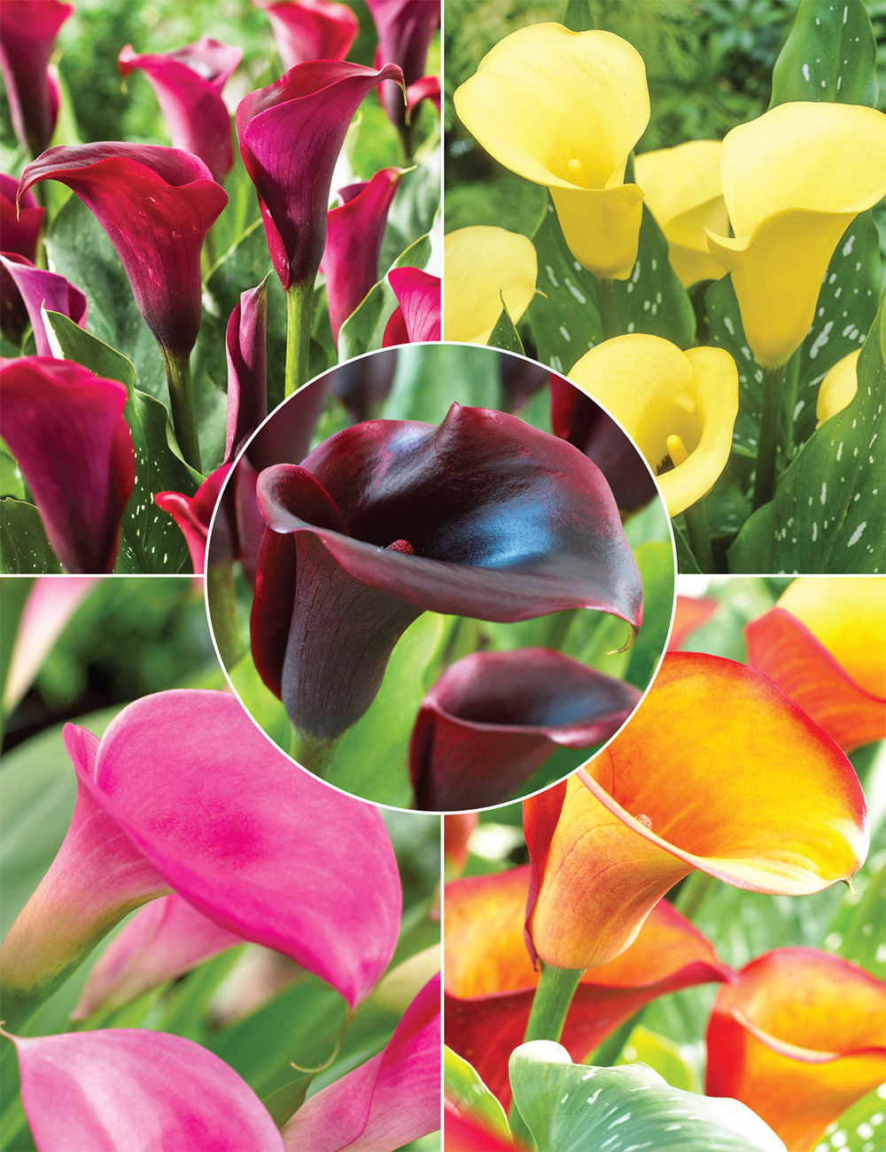 Dwarf Calla Lilies (reduced) Collection