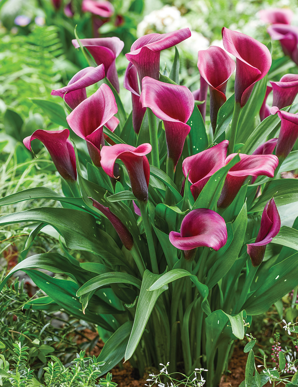 Calla Lily 'Durban'