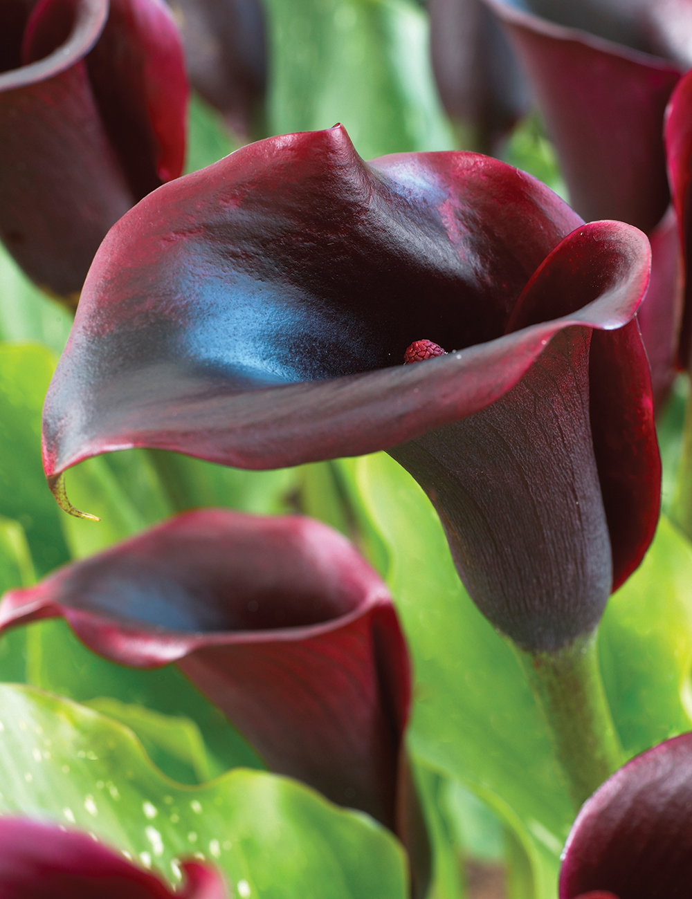 Calla Lily Drenthe