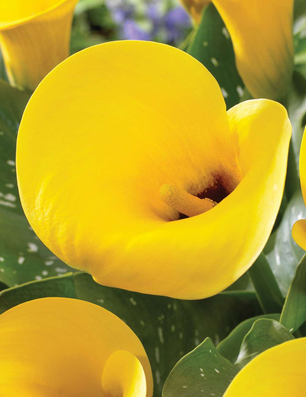 Calla Lilies Florex Gold