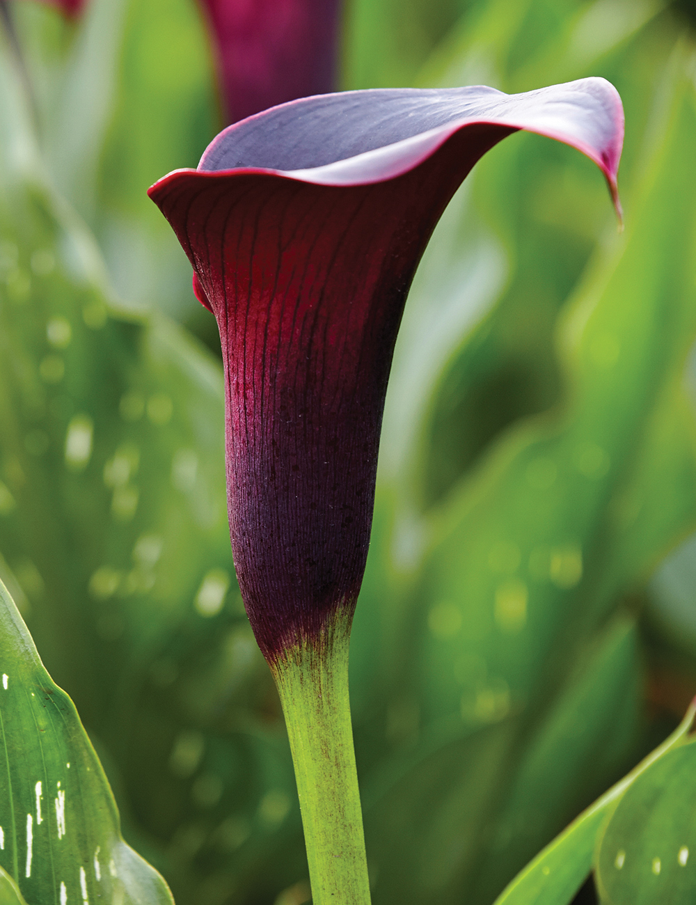 Calla Lily 'Hot Chocolate'