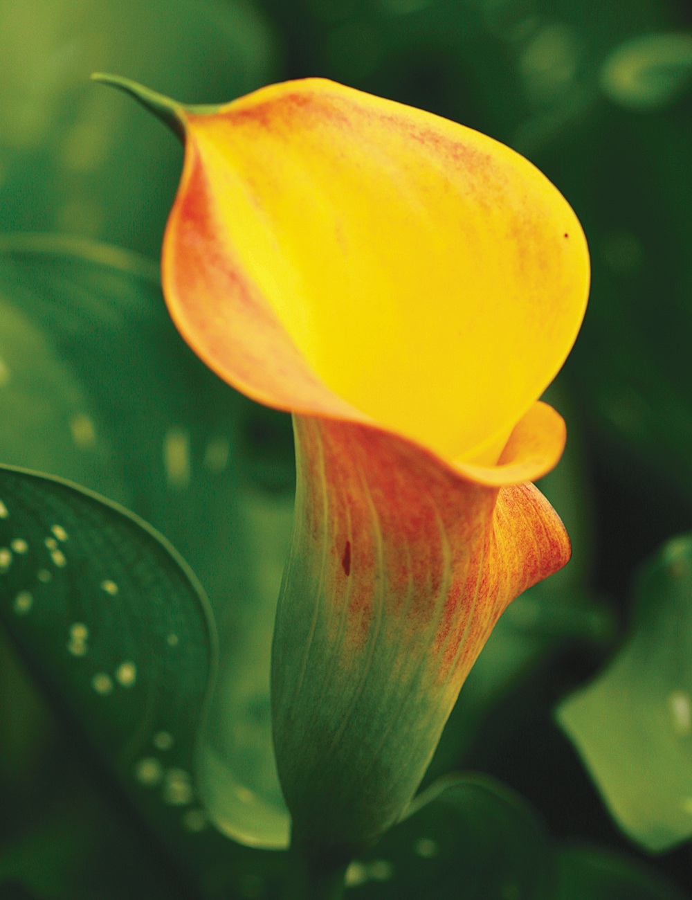 Calla Lily 'Hot Shot'