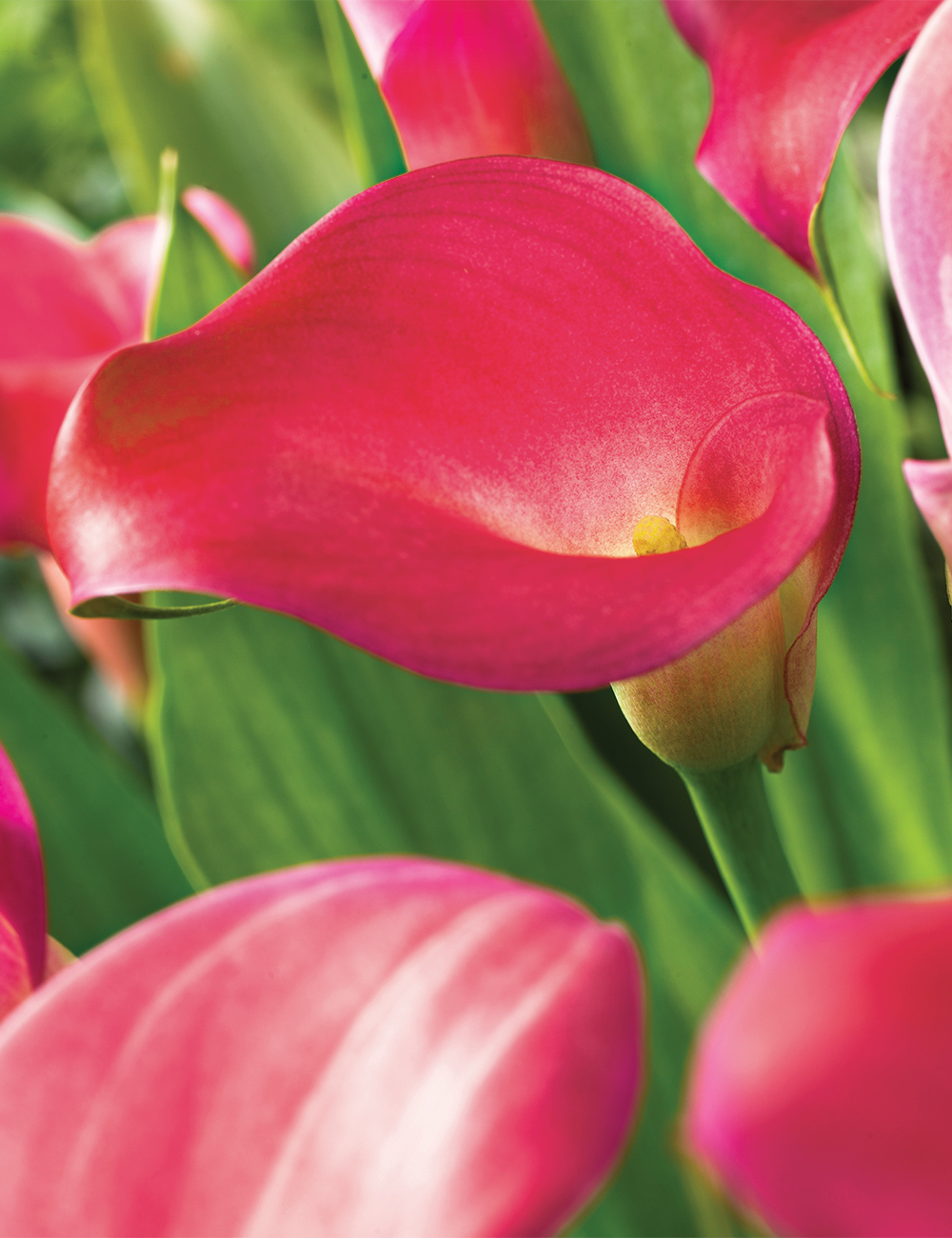 Calla Lily 'Hot Cherry'