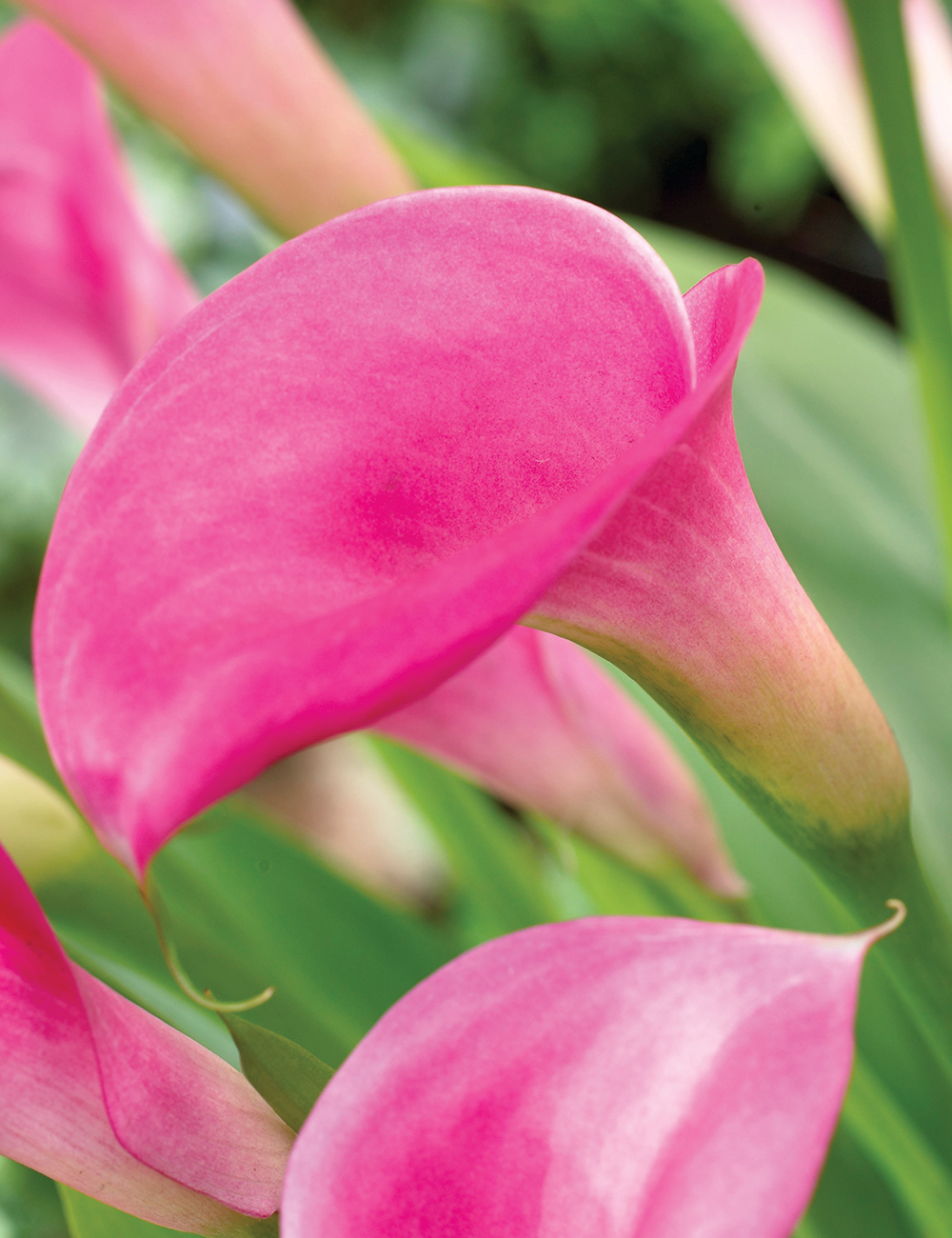 Calla Lily 'Le Reve'