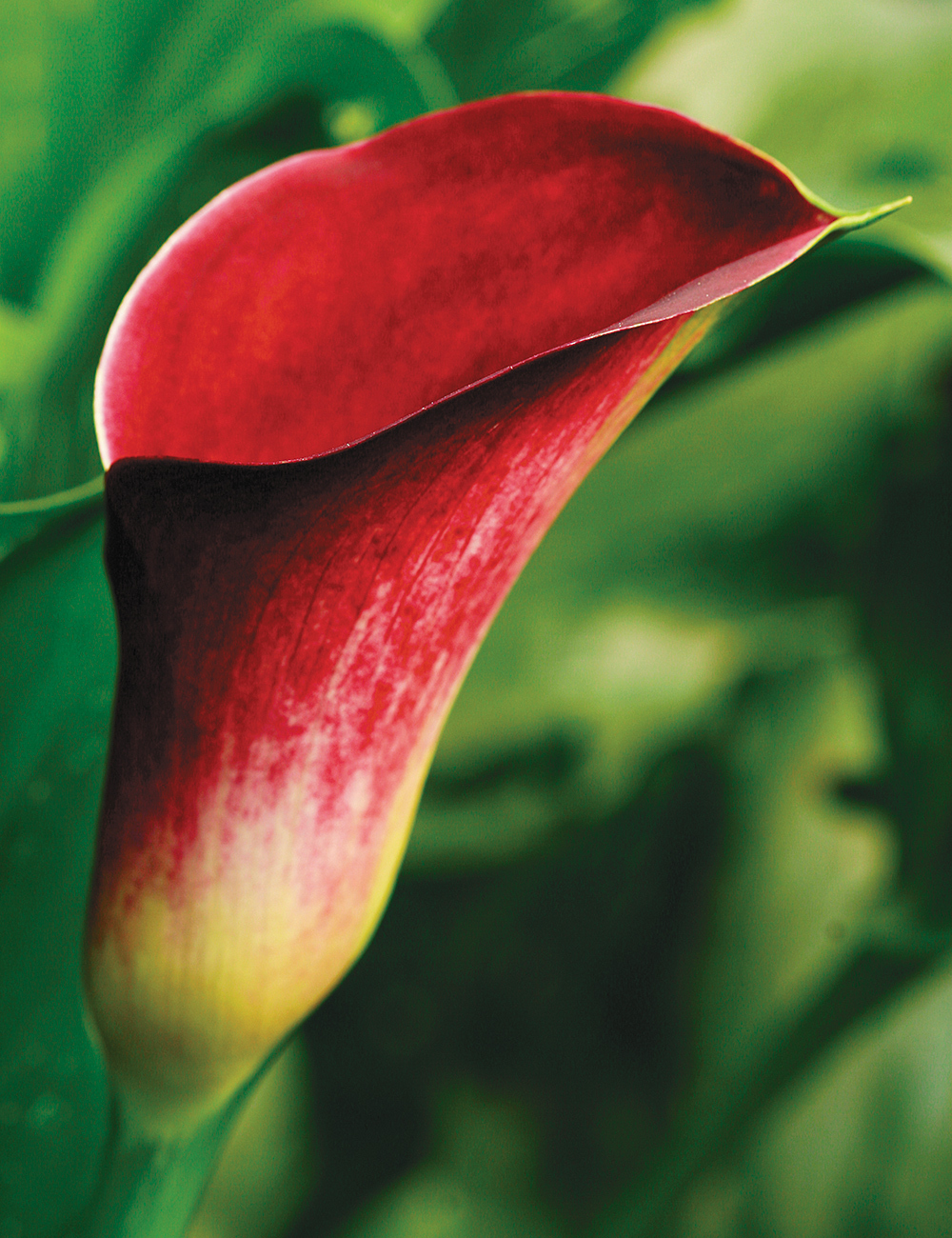 Calla Lilies Majestic Red