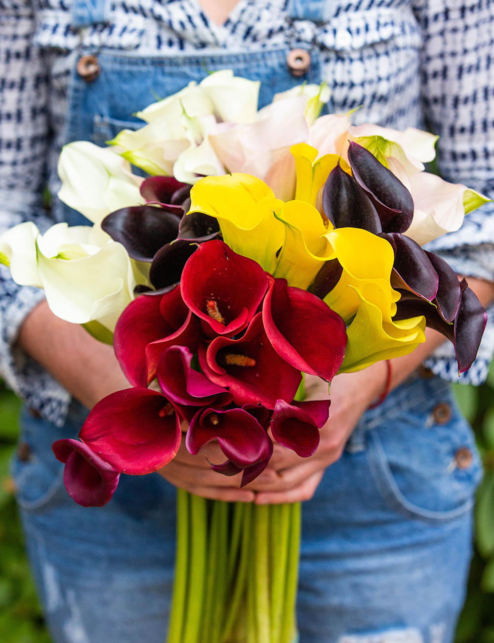 Calla Lilies Mixed