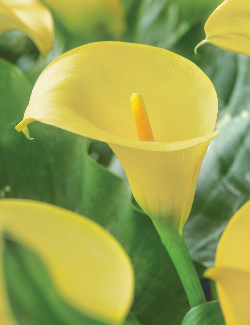 Calla Lilies Mellow Yellow