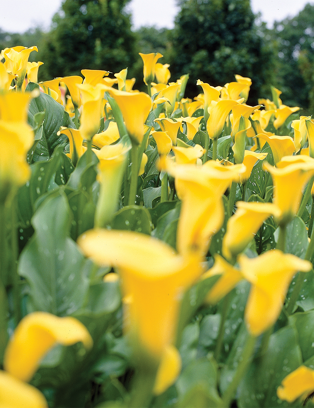 Calla Lily 'Novisun'