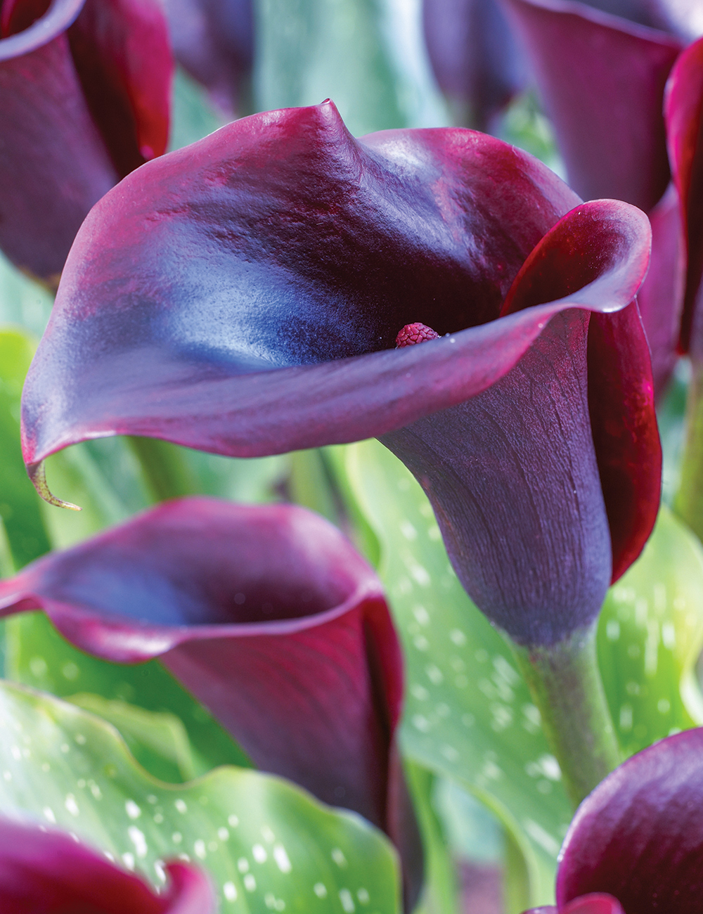 Calla Lily 'Outback'