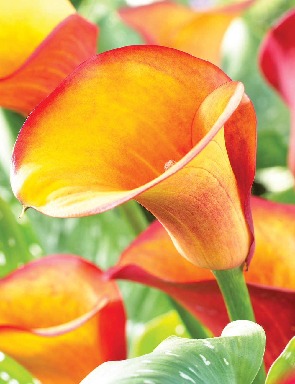 Calla Lilies 'Picante'