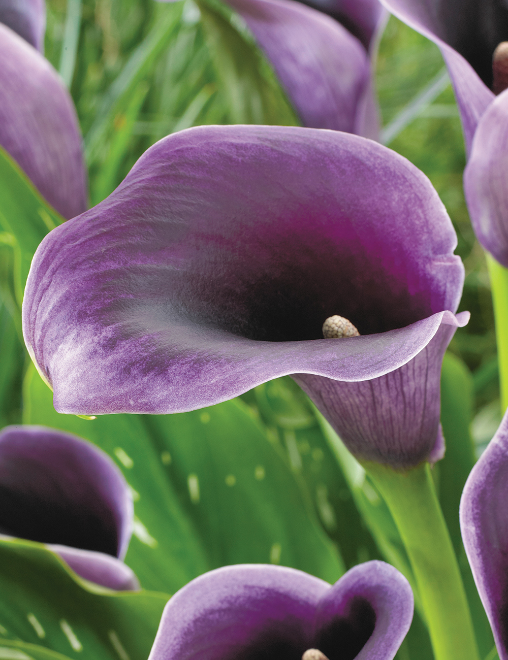 Calla Lily 'Purple Heart'