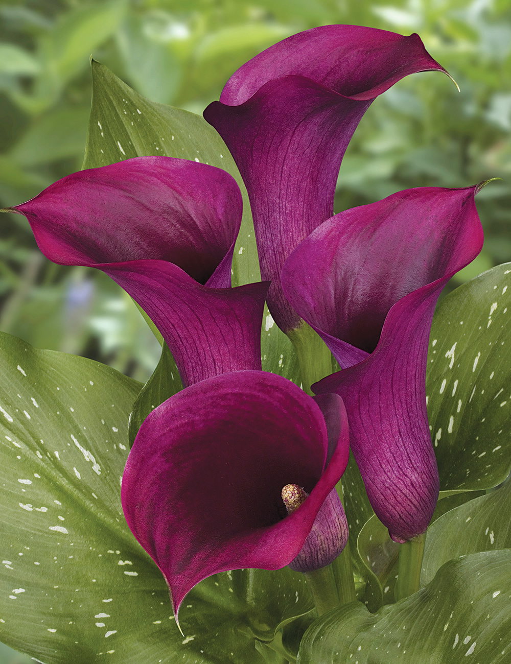 Calla Lilies Purple Heart