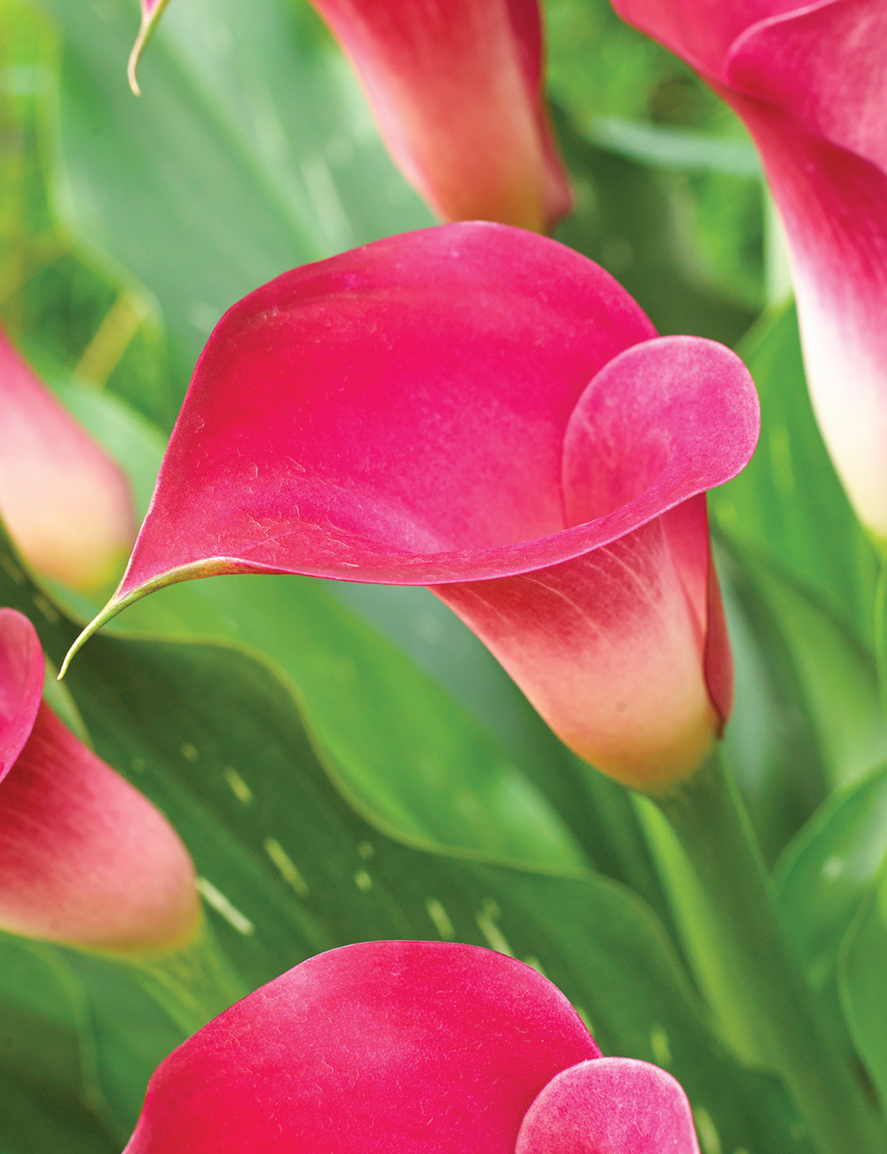 Calla Lilies Pink Jewel