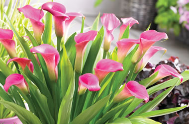 (31B) Calla Lily 'Pink Pot'