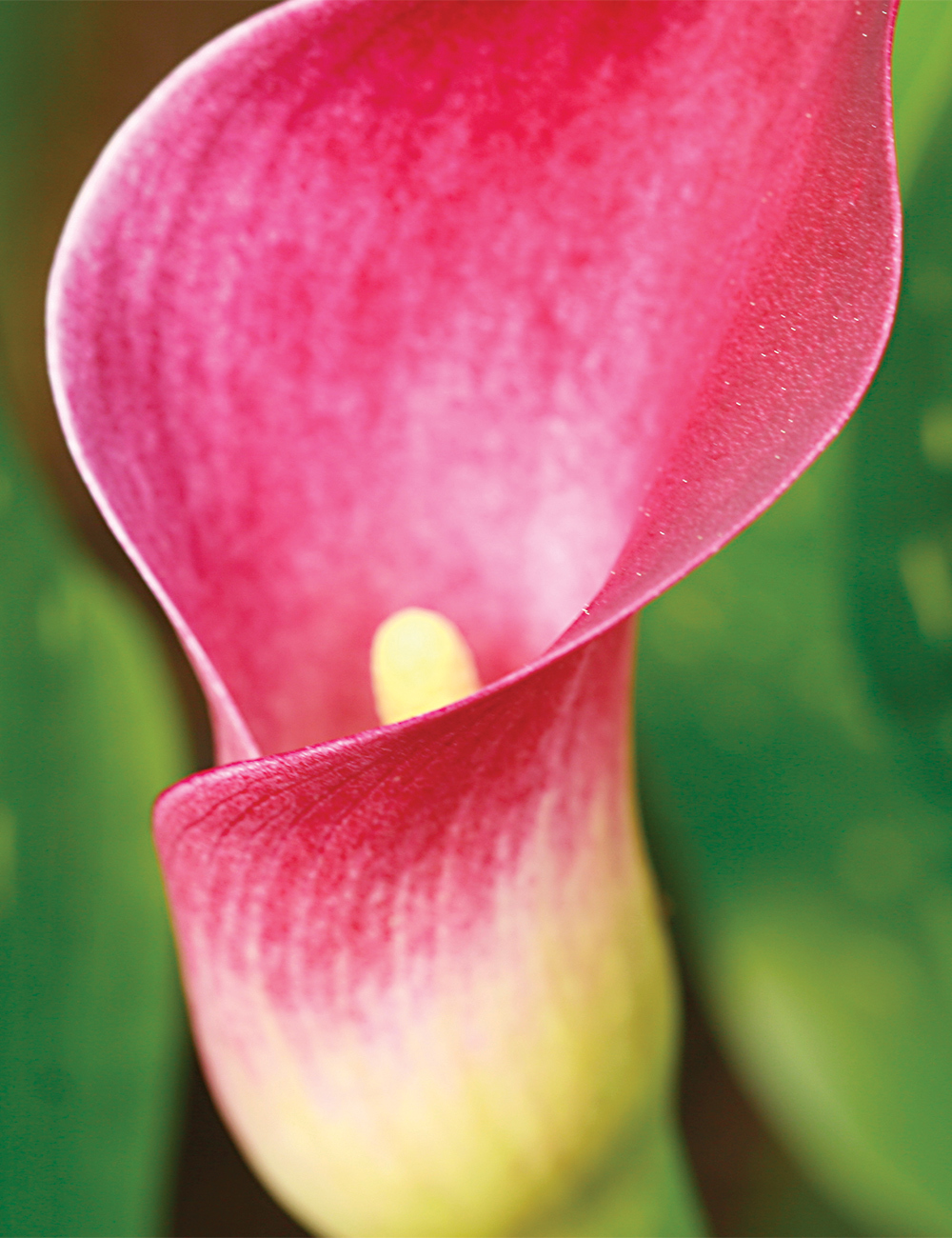 Calla Lilies 'Pacific Pink'