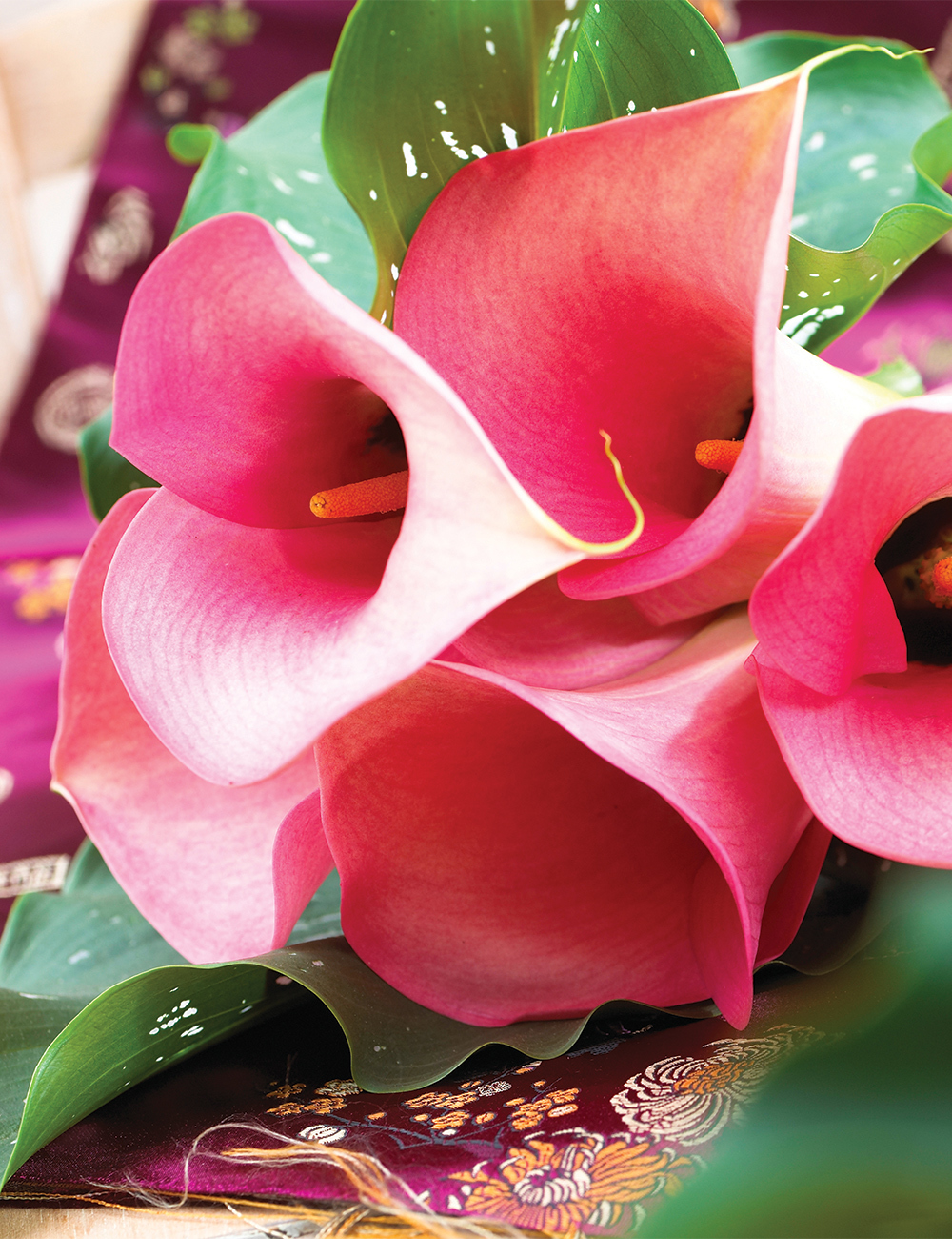 Calla Lily 'Rosa'