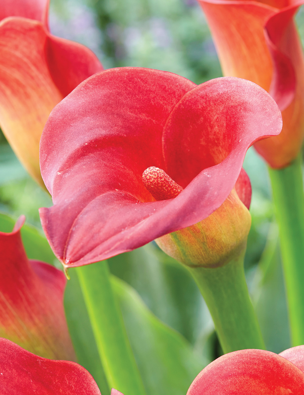 Calla Lilies Red Adair