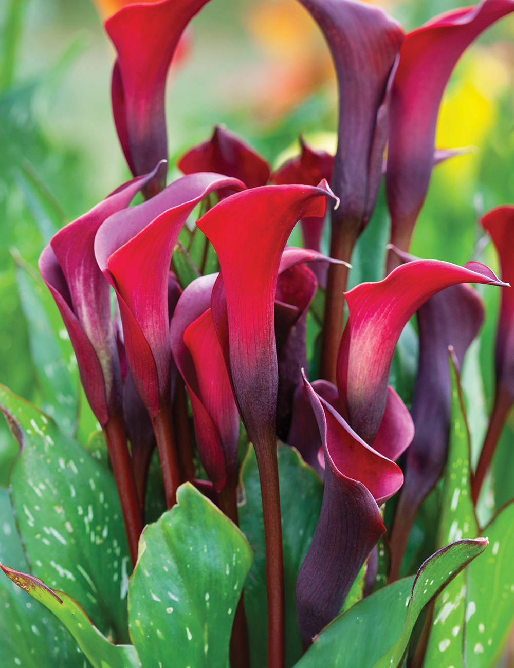 Calla Lily 'Rocket'
