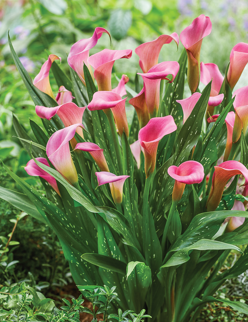 Calla Lily 'Royal Plum'