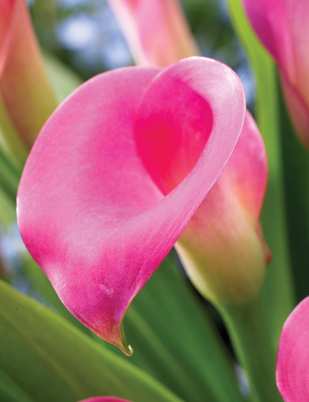 Calla Lilies 'Romeo'