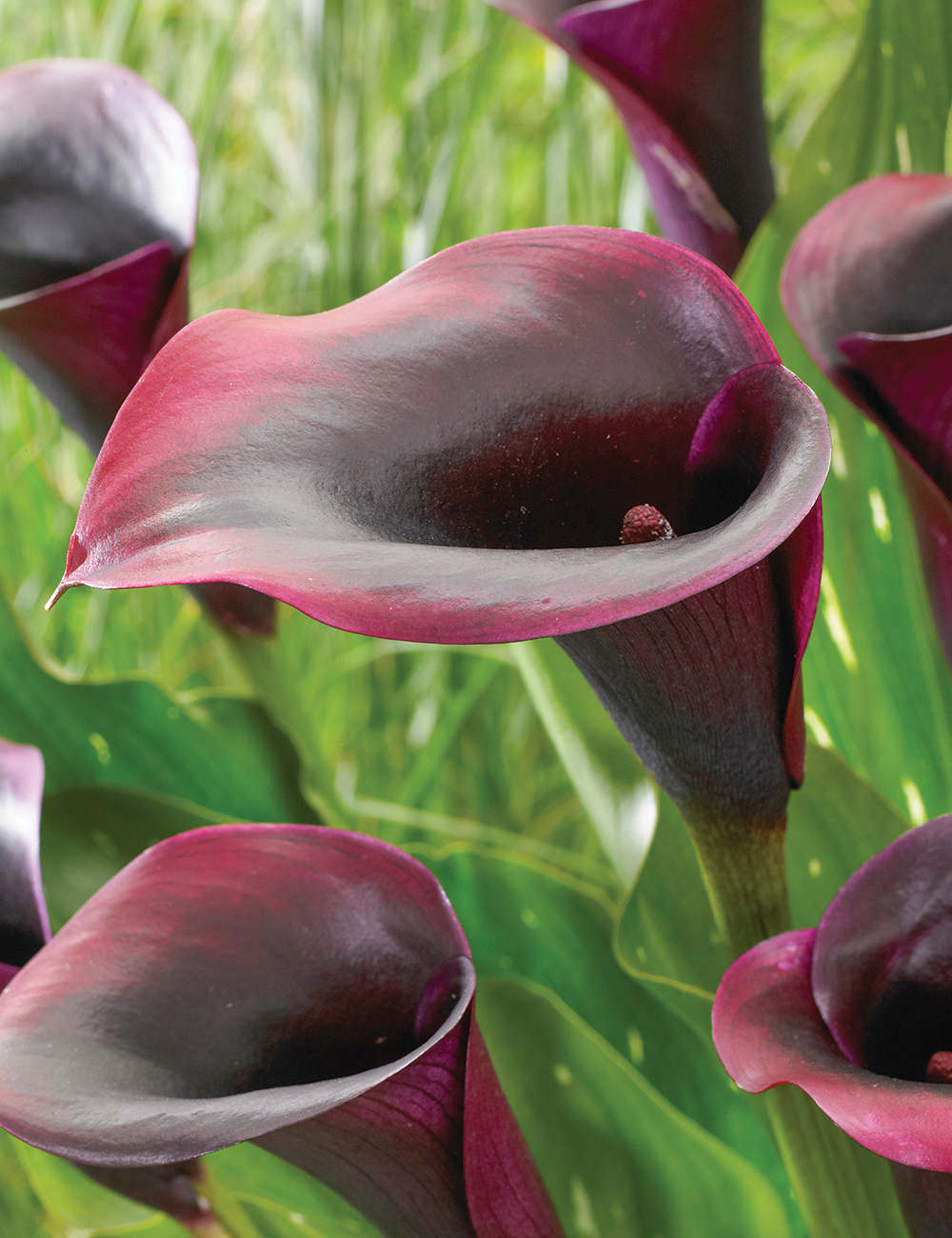 Calla Lilies Rudolph