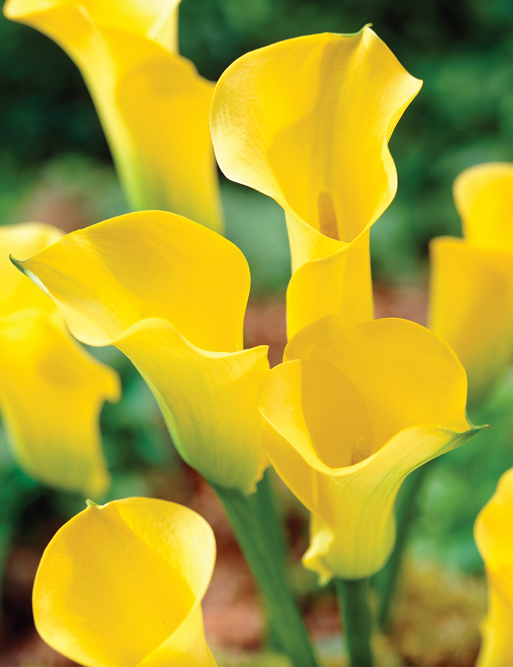 Calla Lily 'Solid Gold' - Tesselaar