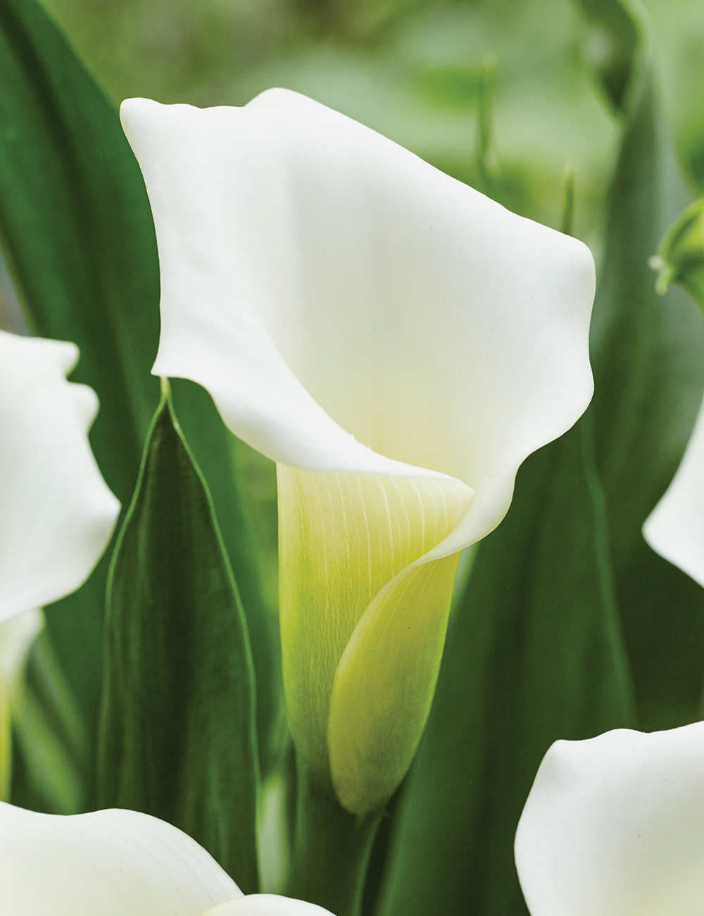 Calla Lily 'Sapporo'