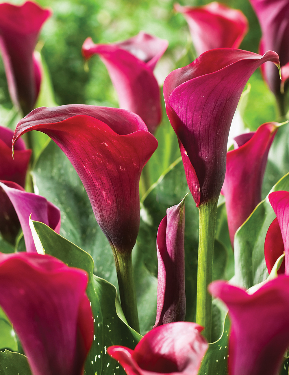 Calla Lily 'Stingray'