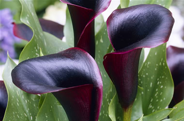 Calla Lily Schwarz