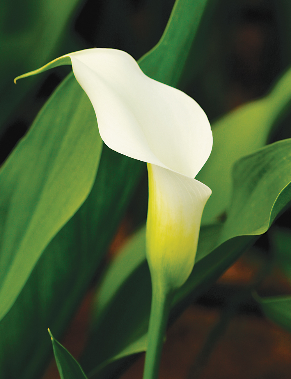 Calla Lily 'Swan Lake'