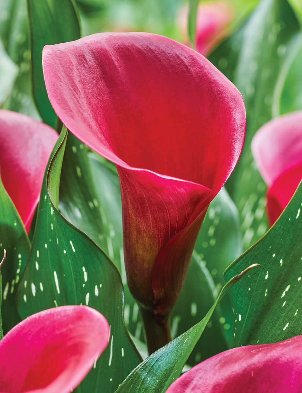 Calla Lily 'Tokyo'