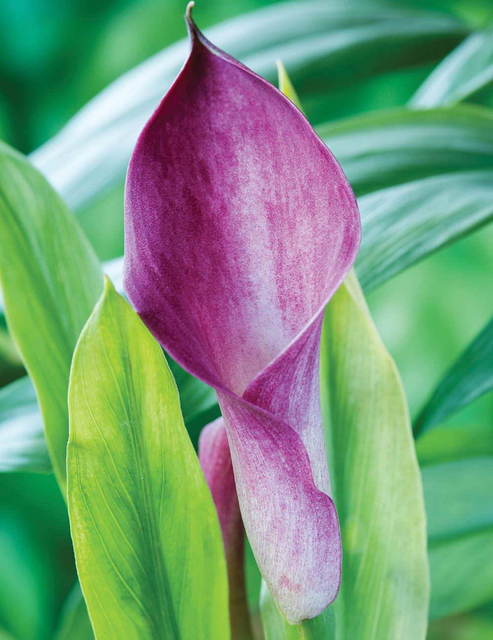 Calla Lily 'Viper'