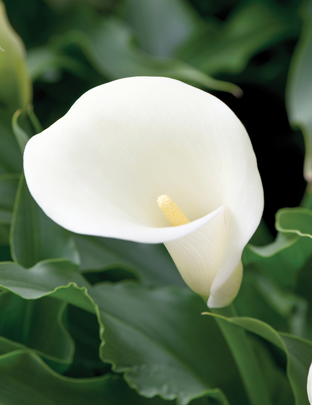 Calla Lilies Captain Ventura