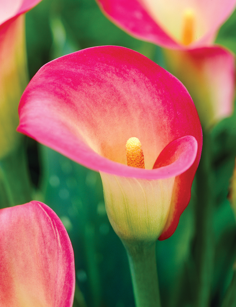 Calla Lily 'Queen Conch'